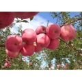 A Grade Fresh Red FUJI Apple